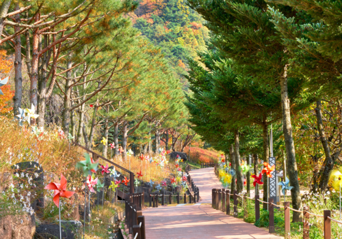 양구수목원 배경 이미지