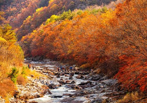 양구수목원 배경 이미지