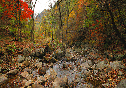 양구수목원 배경 이미지