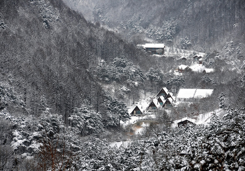 양구수목원 배경 이미지